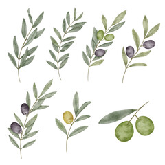 Watercolor olive leaf botanical natural element