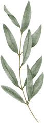 Watercolor olive leaf botanical natural element