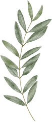 Fototapeta na wymiar Watercolor olive leaf botanical natural element