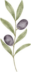 Watercolor olive leaf botanical natural element