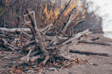 The root of a tree on the shore