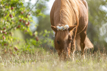 Portrait of a cute senior shetland pony gelding wearing a flower bouquet in front of a fruit...