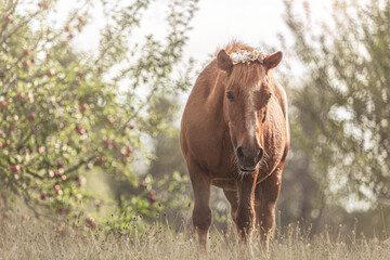 Portrait of a cute senior shetland pony gelding wearing a flower bouquet in front of a fruit...