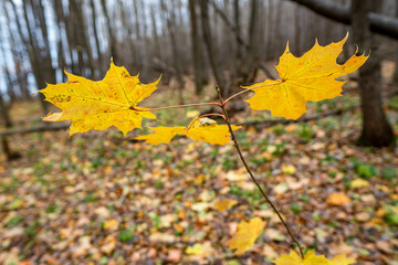Yellow Maple Leaf