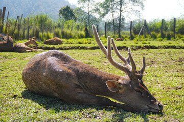 Several deers in farm located Ranca Upas, Bandung, Indonesia which is frequently visited by  local and foreign tourist