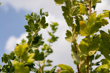 Green foliage on gooseberry bushes in the garden