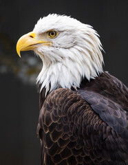 american bald eagle