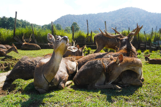 Several deers in farm located Ranca Upas, Bandung, Indonesia which is frequently visited by  local and foreign tourist