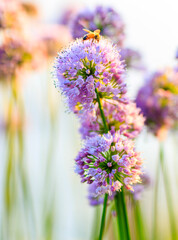 close up of flowers