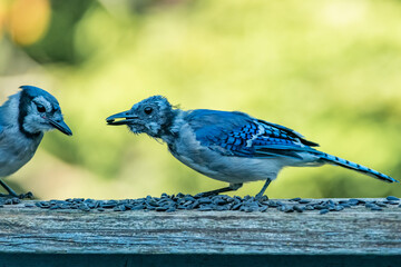 Molting Blue Jay Eating Seeds on a Railing