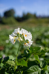 Flowering potato. Potato flowers blossom in sunlight grow in plant. White blooming potato flower on farm field. Close up organic vegetable flowers blossom growth in garden. 