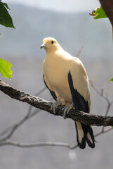 yellow billed hornbill