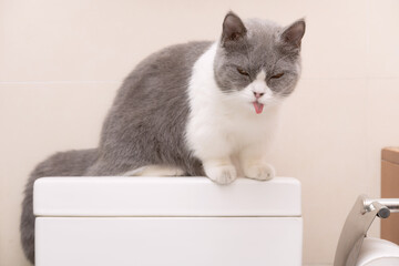 a cute british shorthair cat sitting on top of a water tank of a commode