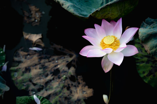 blooming lotus flower in a pond