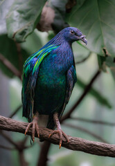 lilac roller