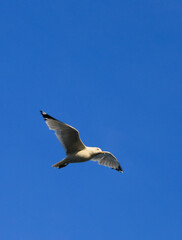 seagull in the sky
