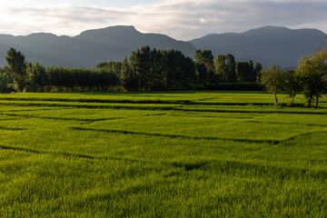 Fototapeta na wymiar Landscape view of rice paddy before sunset or after sunrise