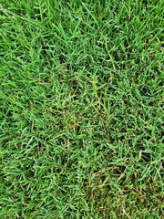 green grass texture