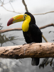 yellow billed toucan