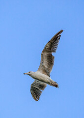 seagull in flight