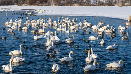White swans and ducks swim peacefully in the ice-free lake. Birds spread their wings, feed. Several...