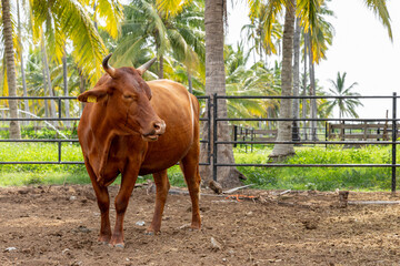 Brown cow in the corral of a ranch in mexico surrounded by palm trees, copy space