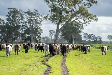 Herd of cows in a field. cattle walking through a paddock.