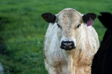 herding cattle livestock on a ranch in texas america