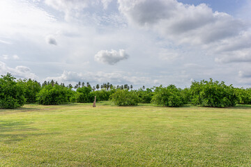 citrus plantation on the coast