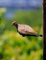 bird on a fence