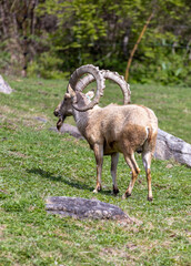 mountain goat on a rock