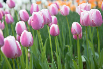 pink tulips in the garden