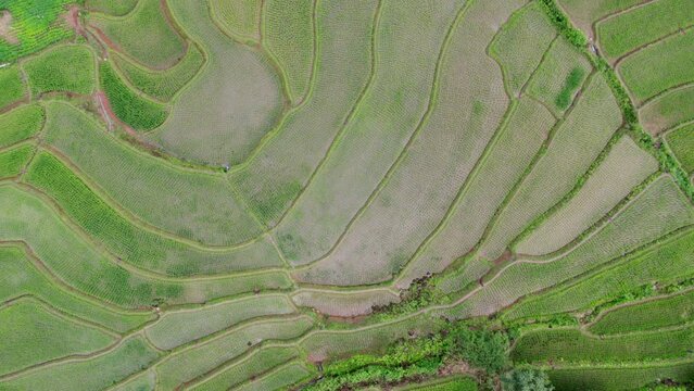 rice field at Mae Cham Chiangmai Northern Thailand