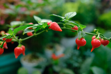 Close up Red biquinho peppers (capsicum chinense) hang from branches with green background, tear drop shaped pods.