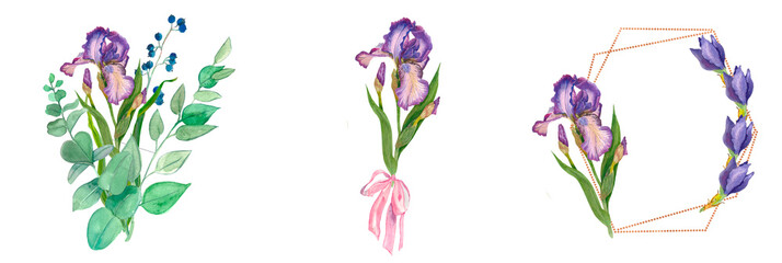 Wildflower iris flower in a watercolor style isolated. Delicate bouquet of iris flowers and eucalyptus leaves. Watercolor. Purple iris. Mother's day, plants, floral design, botanical illustration