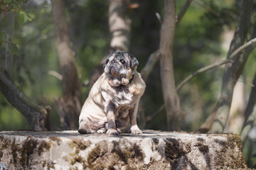 portrait of an old pug dog in the forest