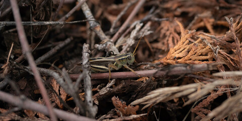 grasshopper on stick