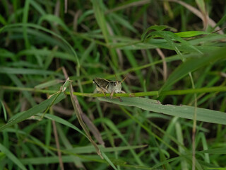 grasshopper on grass