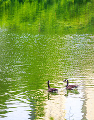 ducks on the lake