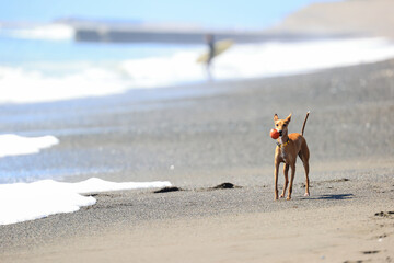 ビーチで遊ぶイタリアングレーハウンドの犬