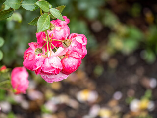 Blooming red rose bud with raindrops close up