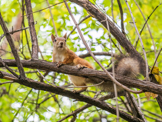Squirrel sits on a branch in Autumn park
