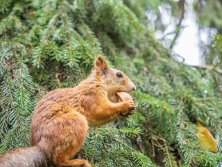 The squirrel with nut sits on tree in the autumn. Eurasian red squirrel, Sciurus vulgaris.