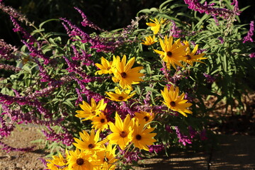 Purple and yellow flowers