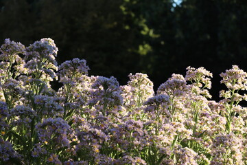 pink flowers in the park