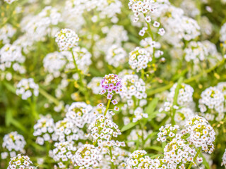 Dainty purple and white flowers of Lobularia maritima Alyssum maritimum, sweet alyssum or sweet alison
