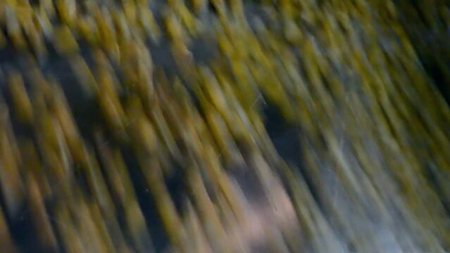 corn grain in separator device closeup under processing, industrial equipment diversity