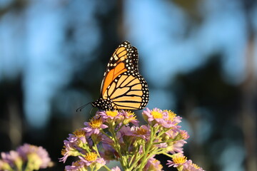 beautiful monarch butterfly on aster flowers