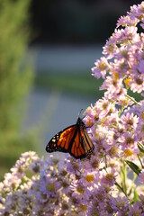 beautiful monarch butterfly on aster flowers