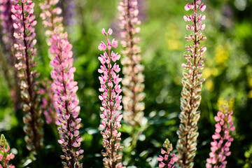 Blooming lupine flowers on blurred background in countryside.